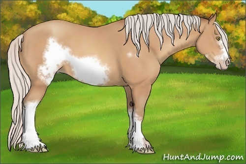 Horse Color:Silver Amber Champagne Frame 