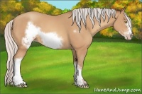 Horse Color:Silver Amber Champagne Frame
