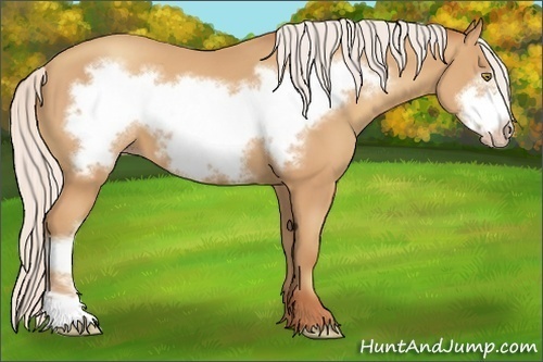 Horse Color:Silver Amber Champagne Frame 