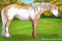 Horse Color:Silver Amber Champagne Frame