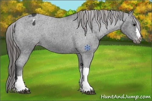 Horse Color:Black Appaloosa 