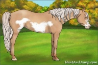 Horse Color:Silver Amber Champagne Frame 