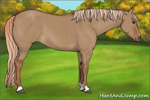 Horse Color:Unknown 