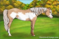 Horse Color:Silver Amber Champagne Frame 