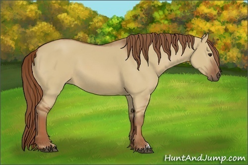 Horse Color:Red Dun
