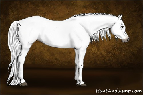 Horse Color:Gray Bay Appaloosa