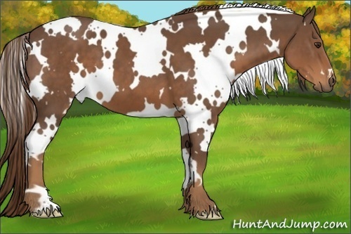 Horse Color:White Spotted Liver Chestnut Frame 