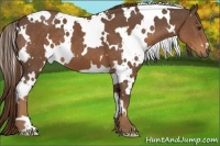 Horse Color:White Spotted Liver Chestnut Frame