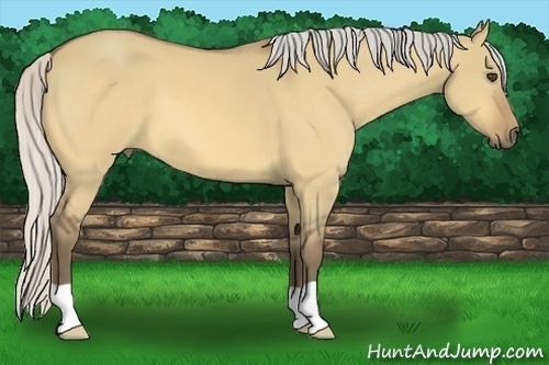 Horse Color:Silver Buckskin Dun 