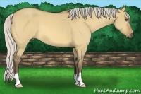 Horse Color:Silver Buckskin Dun 