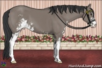 Horse Color:Grullo Sabino