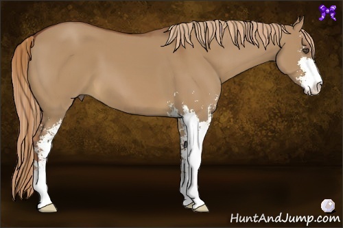 Horse Color:Red Dun Sabino