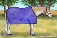 Horse Color:Palomino Sabino