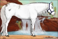Horse Color:White Spotted Silver Black Splash Appaloosa Rabicano 