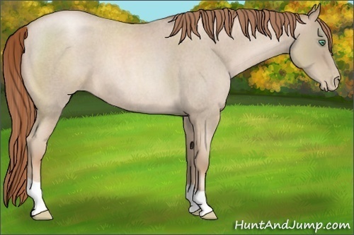 Horse Color:Smoky Blue Roan Pearl 