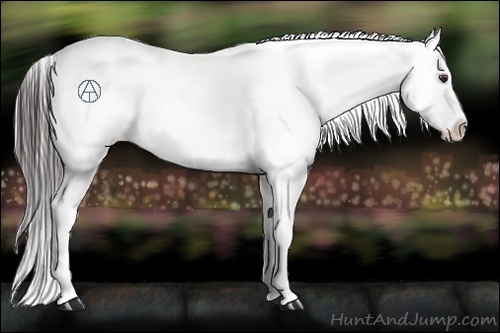 Horse Color:Liver Chestnut Appaloosa 