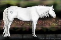 Horse Color:Silver Blue Ice Roan Appaloosa Rabicano