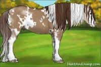 Horse Color:White Spotted Liver Red Dun Sabino 