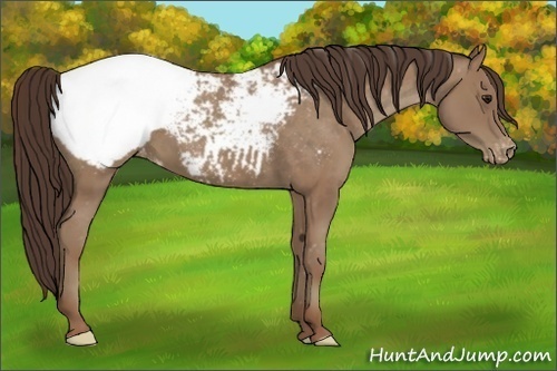 Horse Color:Classic Champagne Appaloosa 