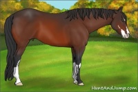 Horse Color:Bay Sabino Frame