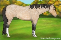 Horse Color:Buckskin Ice Roan 