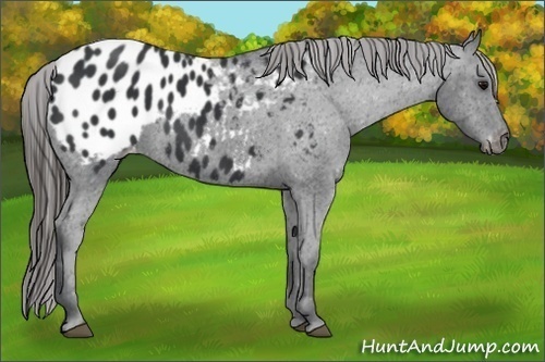 Horse Color:Black Appaloosa