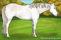 Horse Color:White Spotted Perlino 