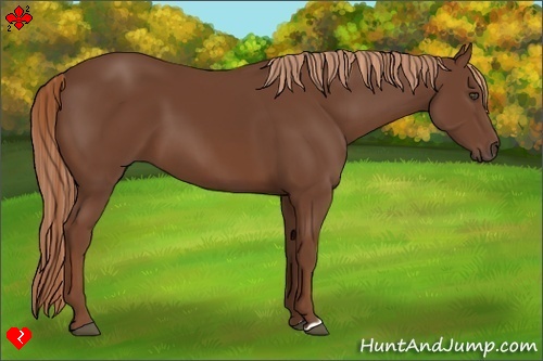 Horse Color:Chestnut Frame 