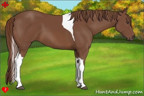Horse Color:Chestnut Tobiano Frame 