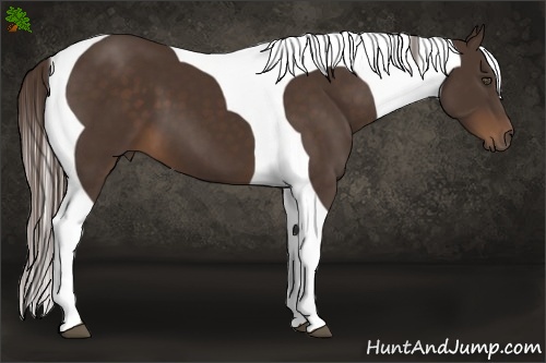 Horse Color:Liver Chestnut Tobiano Frame 