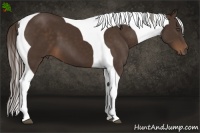 Horse Color:Liver Chestnut Tobiano Frame