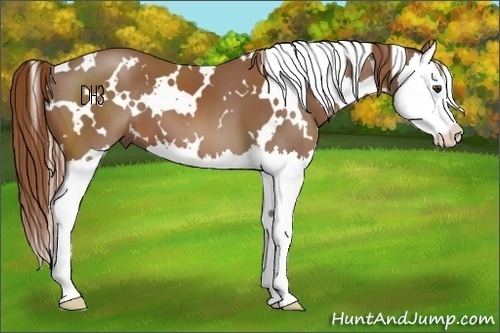 Horse Color:White Spotted Chestnut Splash 