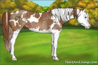 Horse Color:White Spotted Chestnut Splash