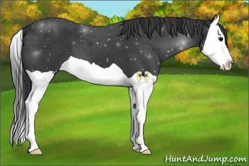 Horse Color:Black Splash 