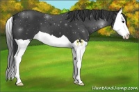 Horse Color:Black Splash