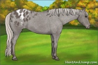 Horse Color:Silver Black Appaloosa 
