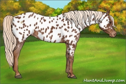 Horse Color:Chestnut Near Leopard 