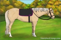 Horse Color:Palomino