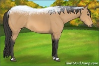 Horse Color:Buckskin 