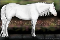 Horse Color:Silver Buckskin Chinchilla Appaloosa