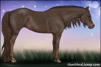 Horse Color:Liver Chestnut Rabicano 