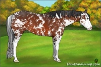 Horse Color:Bay Sabino Splash 