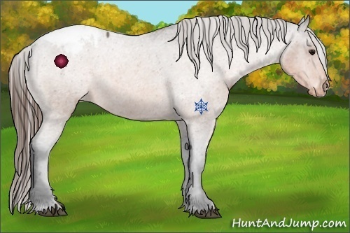 Horse Color:Buckskin Roan Varnish