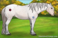 Horse Color:Buckskin Roan Varnish 