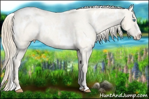 Horse Color:White Spotted Perlino Varnish Rabicano