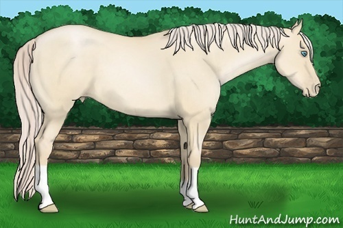 Horse Color:Palomino Pearl Dun 