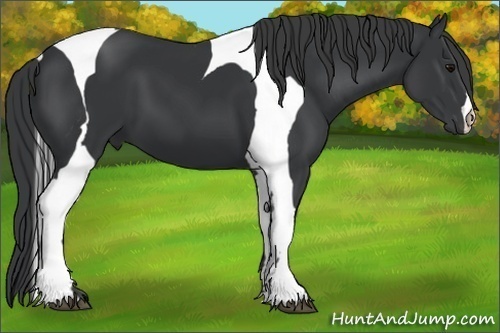 Horse Color:Black Tobiano 