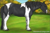 Horse Color:Black Tobiano 