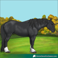 Horse Color:Black Tobiano