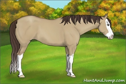 Horse Color:Unknown 